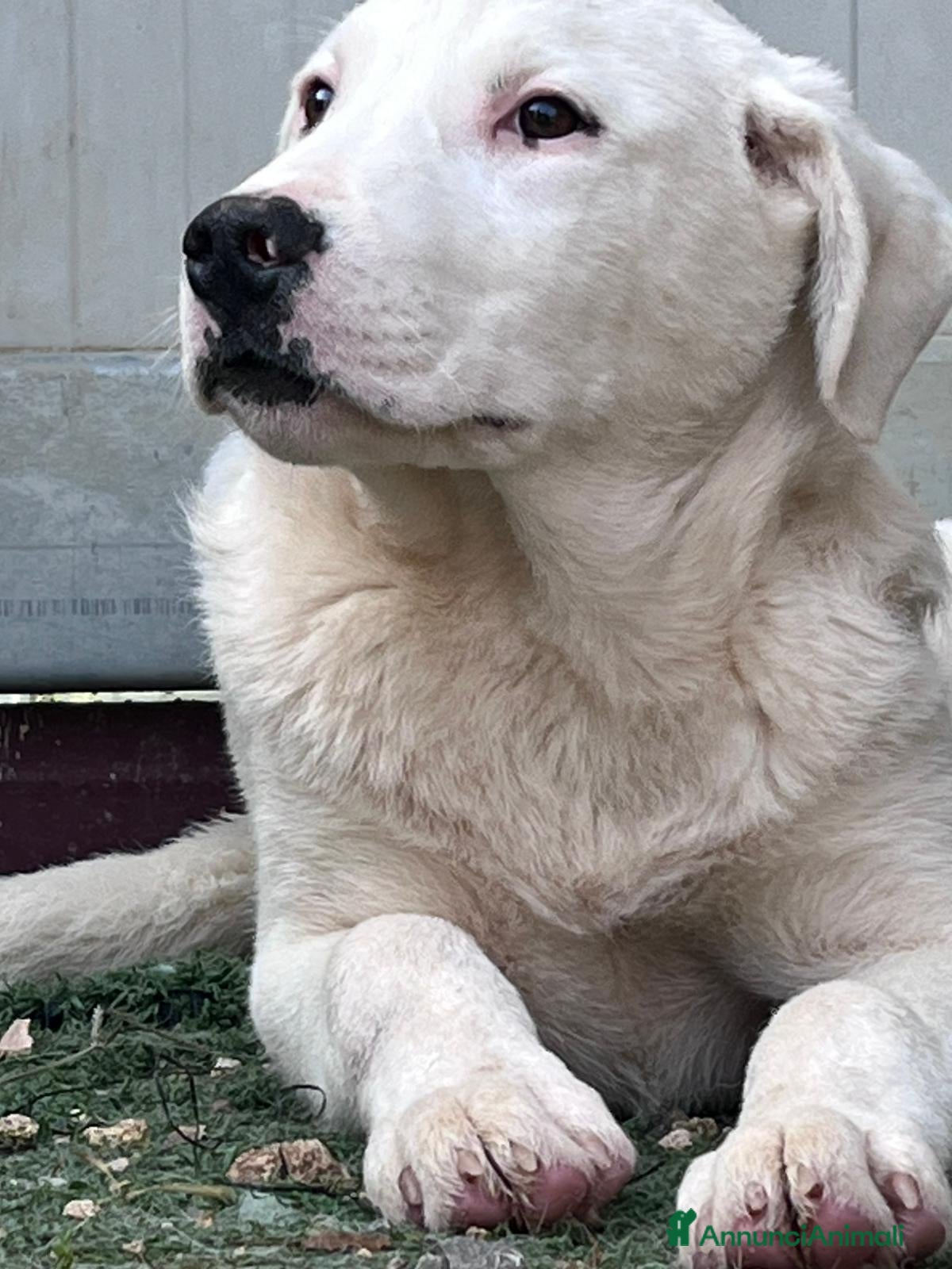 Meticcio cani Cucciolo fifone - Annuncio 10