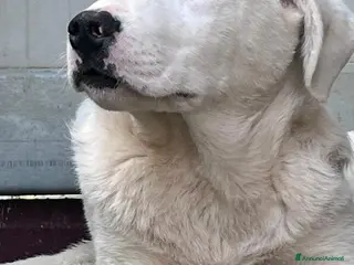 Meticcio cani Cucciolo fifone - Annuncio 10