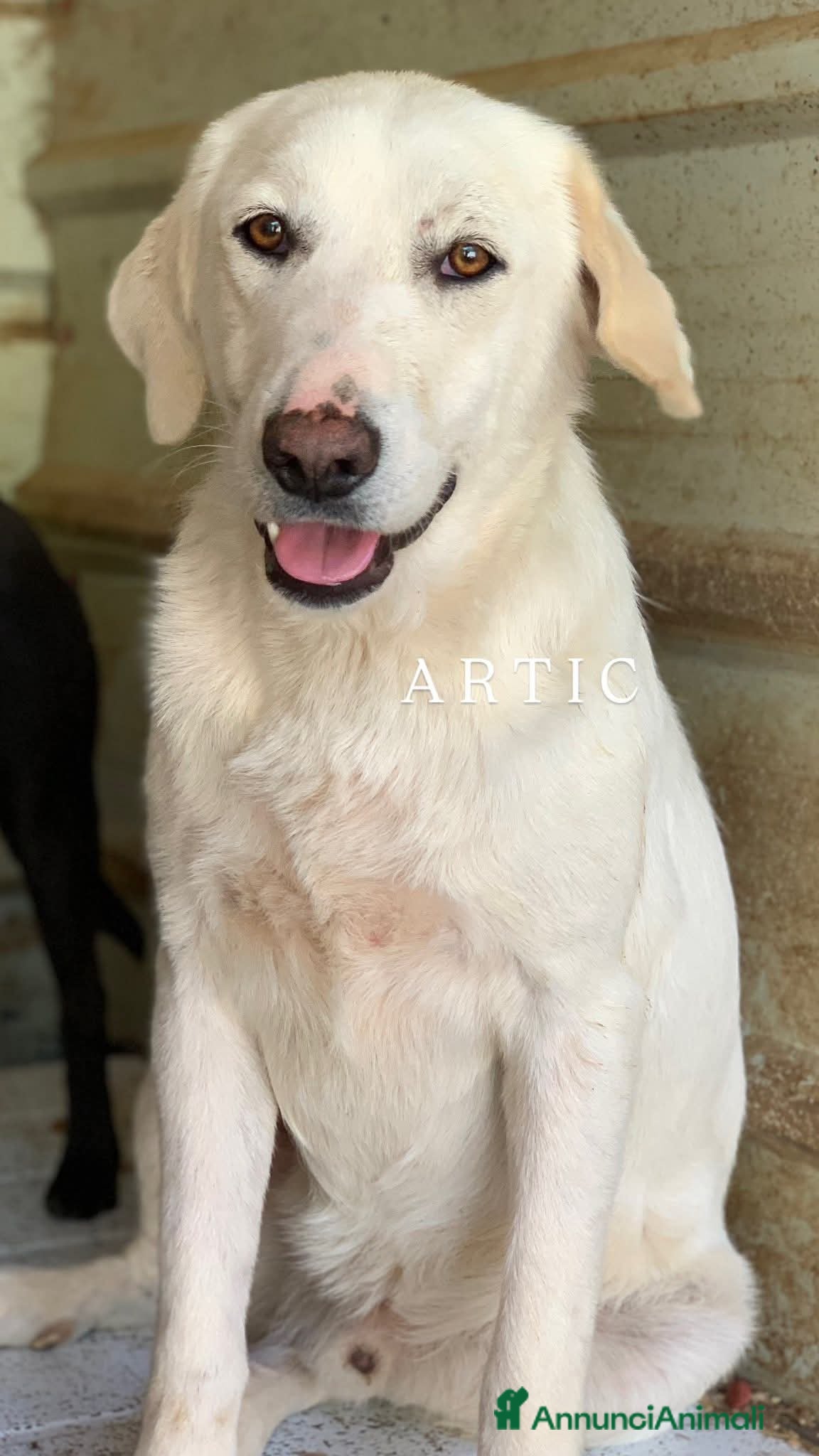 Meticcio cani ARTIC, bianco come la neve! Buonissimo - Annuncio 34