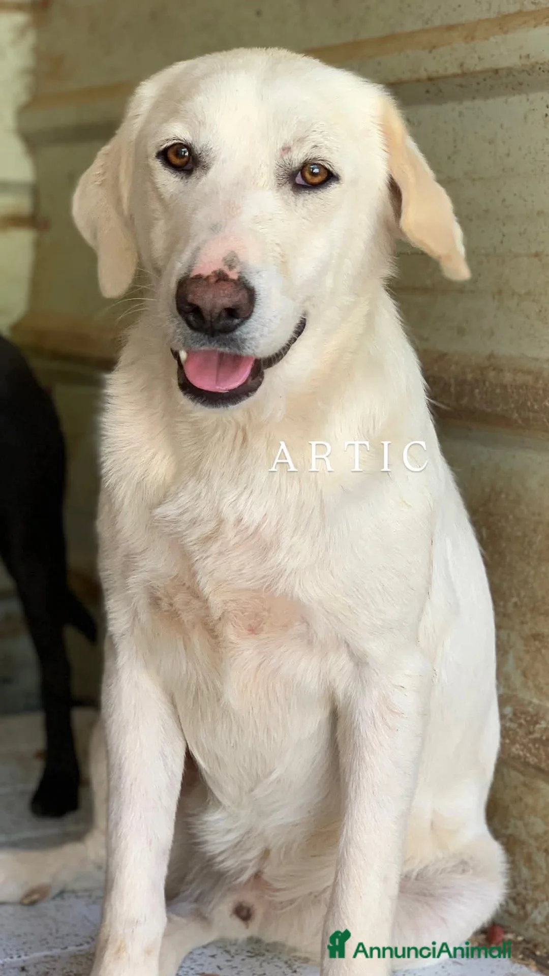 Meticcio cani in regalo: ARTIC, bianco come la neve! Buonissimo - Annuncio 1