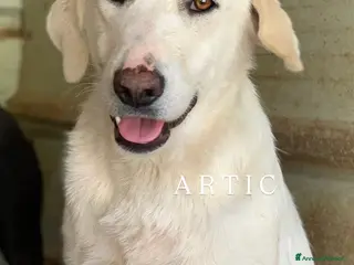 Meticcio cani ARTIC, bianco come la neve! Buonissimo - Annuncio 34
