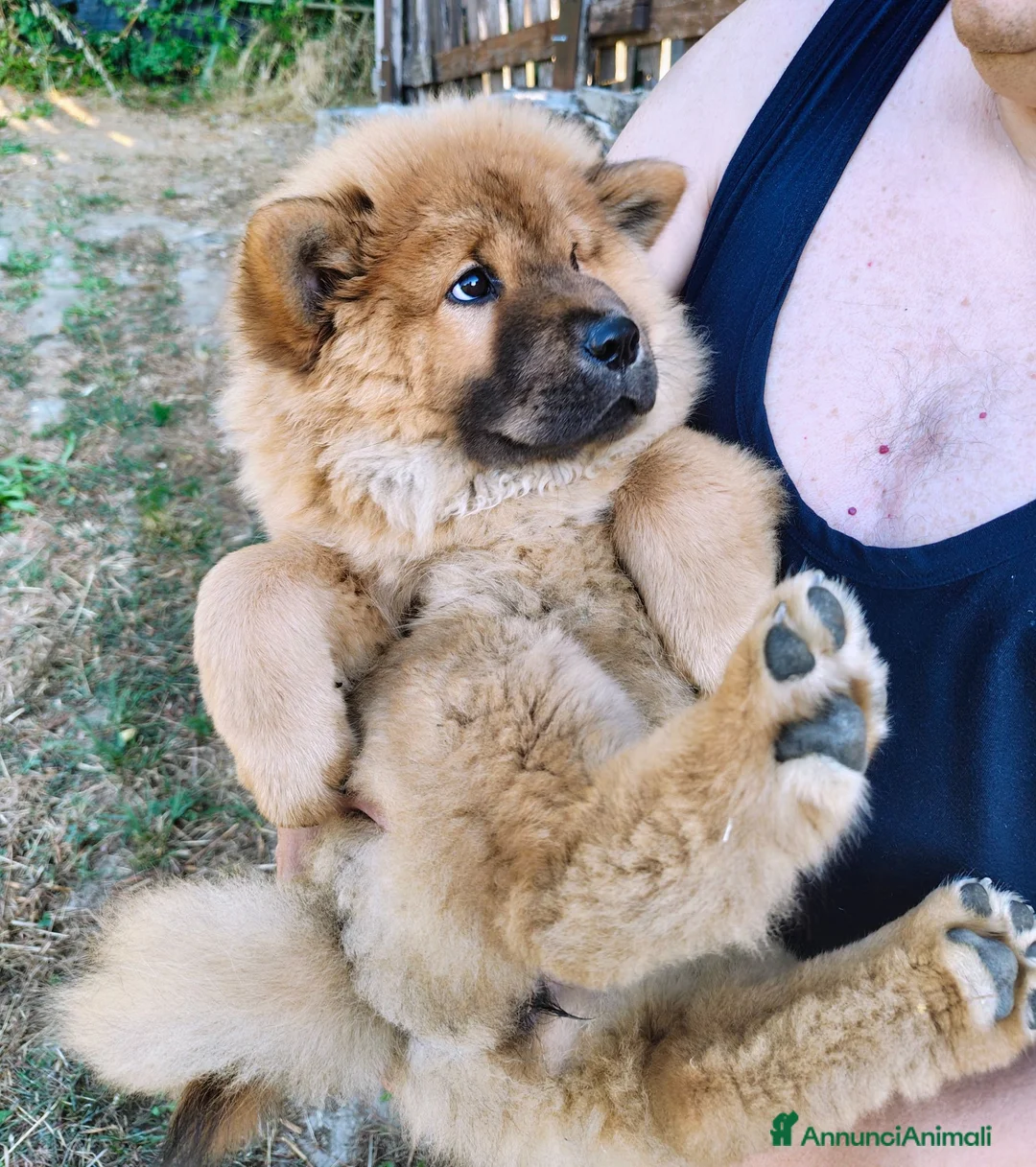 Chow Chow cani in vendita: Chow Chow - Annuncio 21