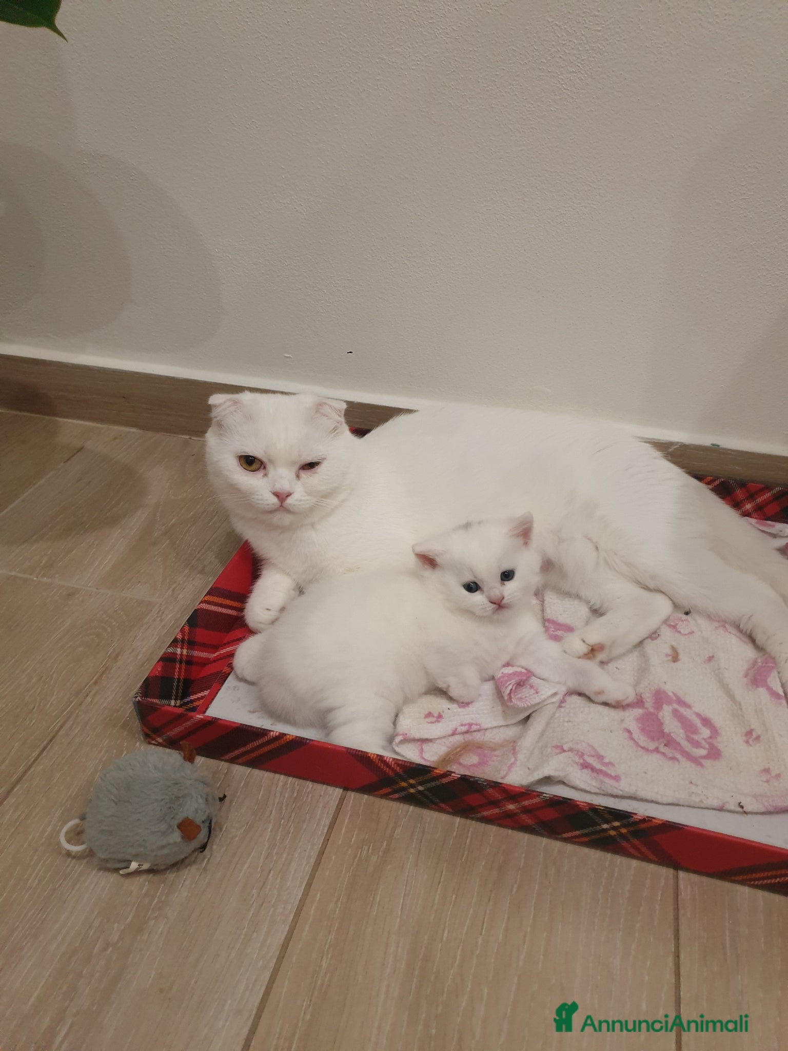 British gatti Brithis scothis fold  - Annuncio 1