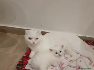 British gatti Brithis scothis fold - Annuncio 1