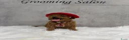 Barboncino Toy cani in vendita: Adorabili cuccioli di barboncino toy - Annuncio 4