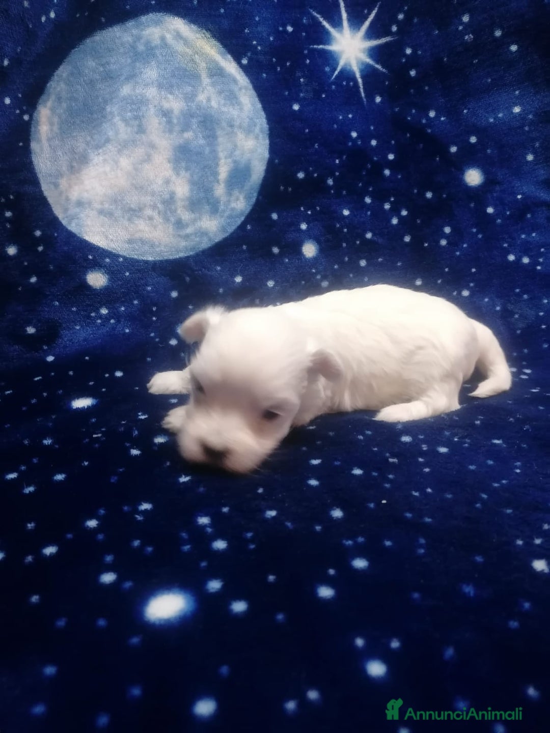 Maltese cani in vendita: Maltese cuccioli - Annuncio 19