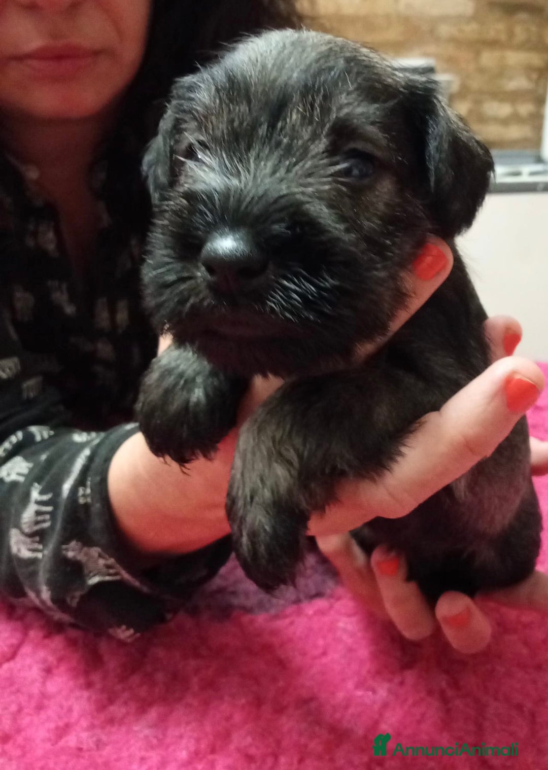 Mini Schnauzer cani in vendita: cuccioli di zwergschnauzer pepe sale - Annuncio 7