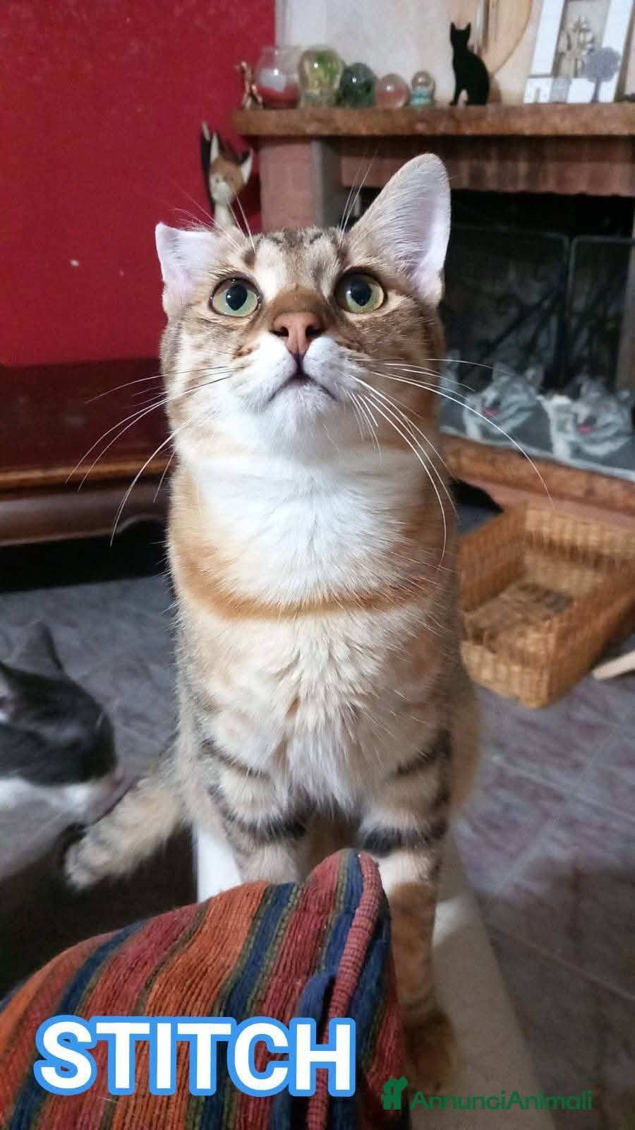 Europeo gatti STITCH, adorabile gattino in adozione ! - Annuncio 36