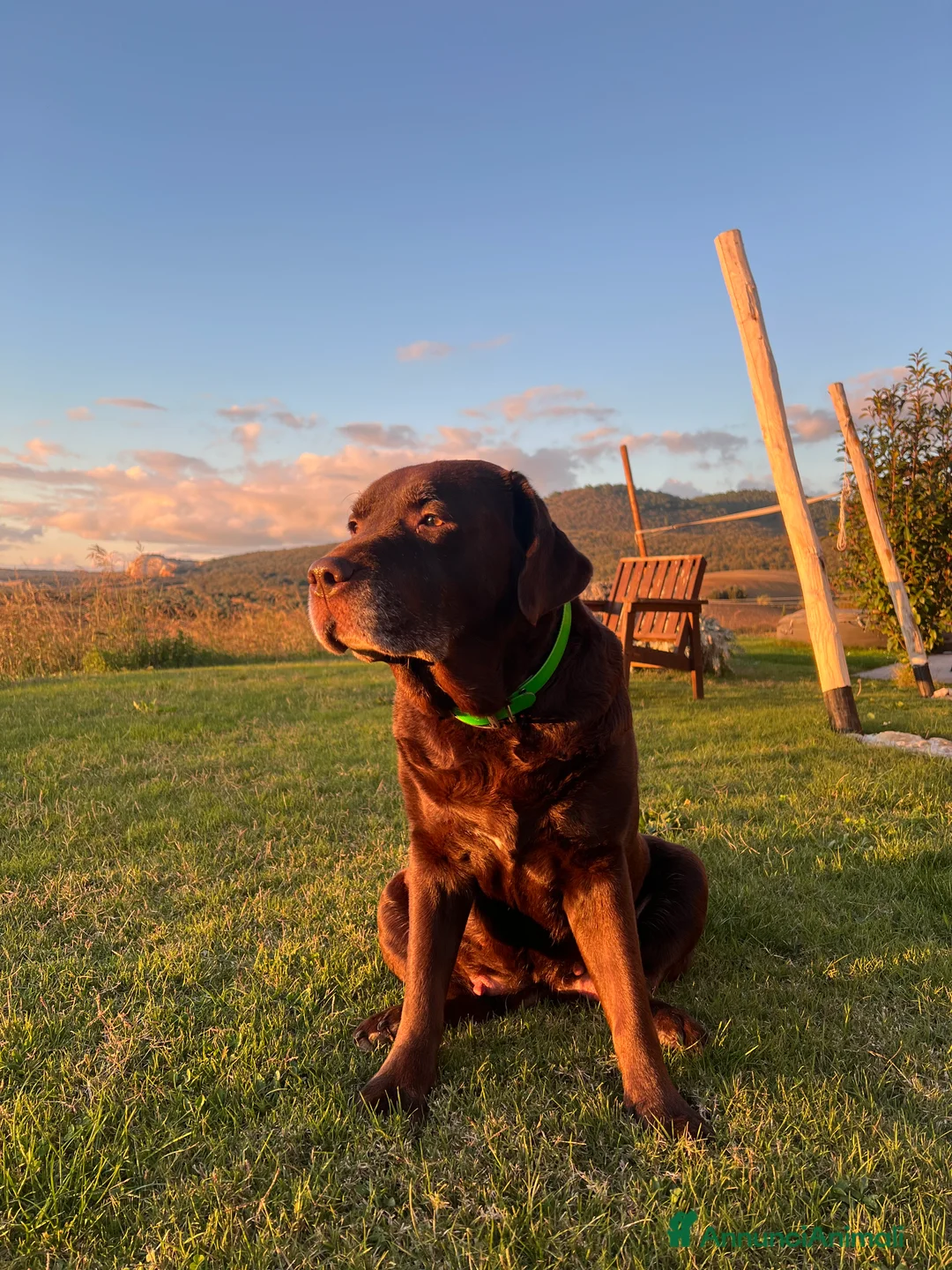 Labrador cani in vendita: Labrador Cioccolato - Annuncio 4