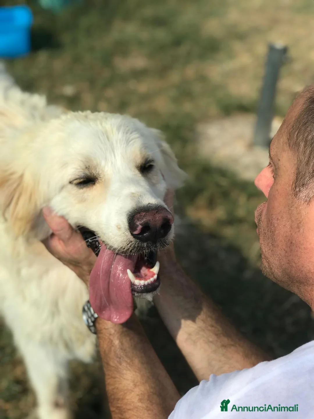 Meticcio cani in regalo: Ricky quanta dolcezza, derivato golden a Provincia di Latina - Annuncio 8