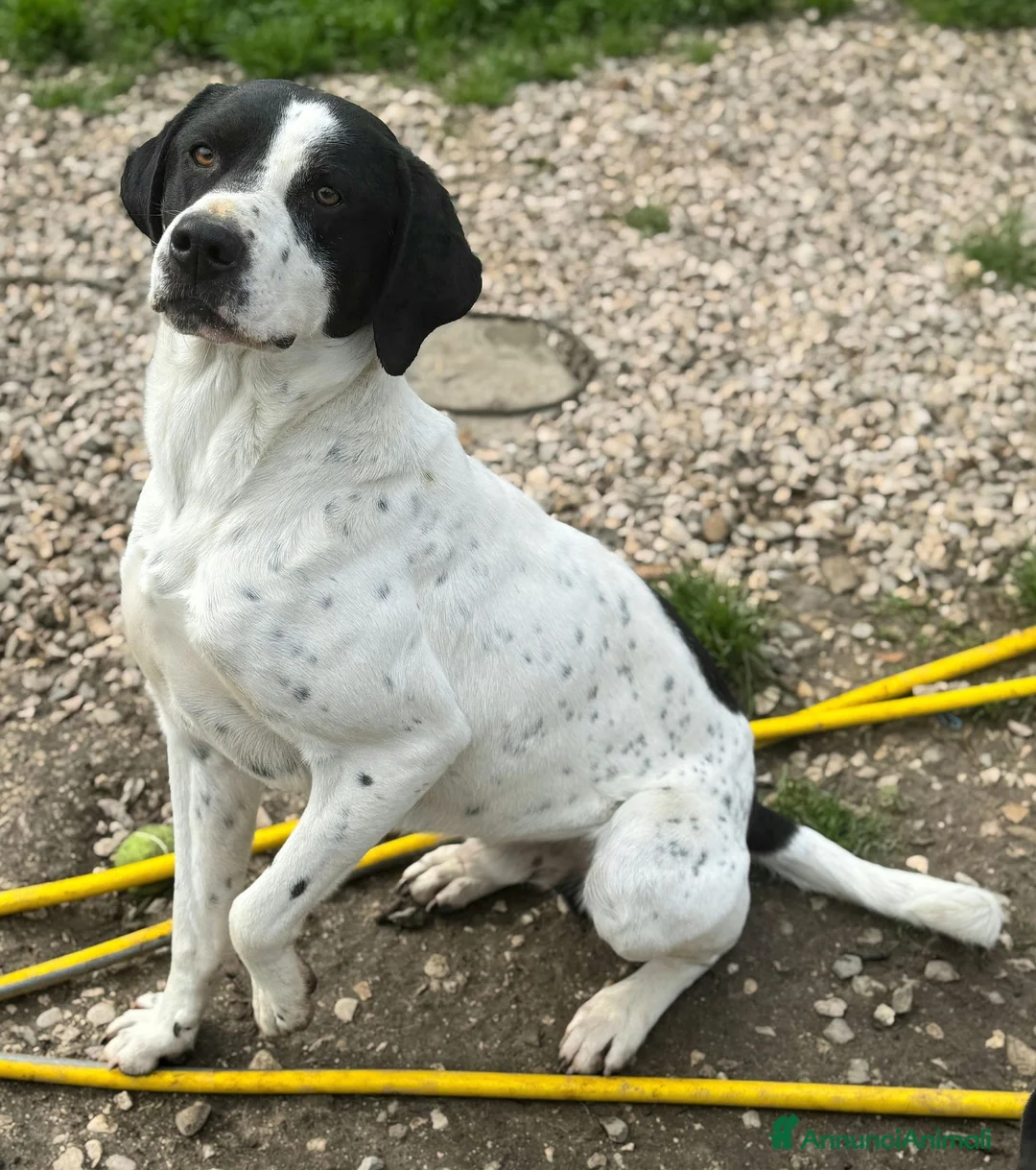 Meticcio cani in regalo: Micky 2 anni taglia media - Annuncio 1