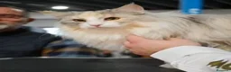 Norvegese gatti in vendita:  Gattini norvegesi delle foreste con pedigree a Provincia di Ferrara - Annuncio 1