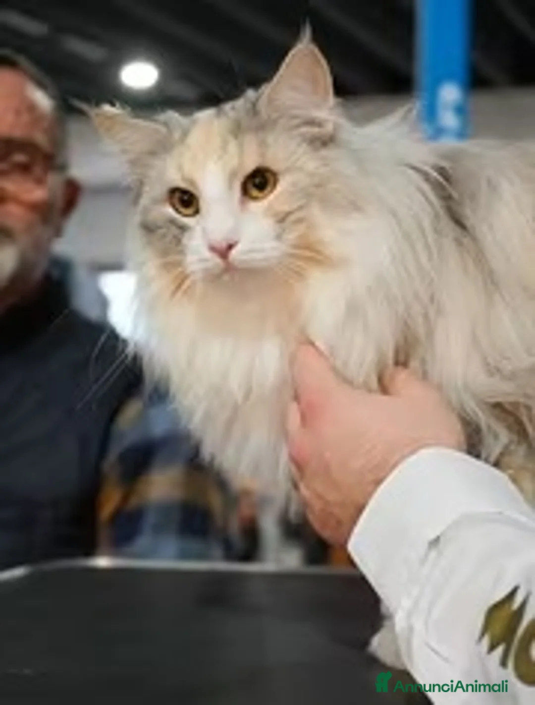 Norvegese gatti in vendita:  Gattini norvegesi delle foreste con pedigree a Provincia di Ferrara - Annuncio 1