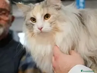 Norvegese gatti Gattini norvegesi delle foreste con pedigree - Annuncio 2