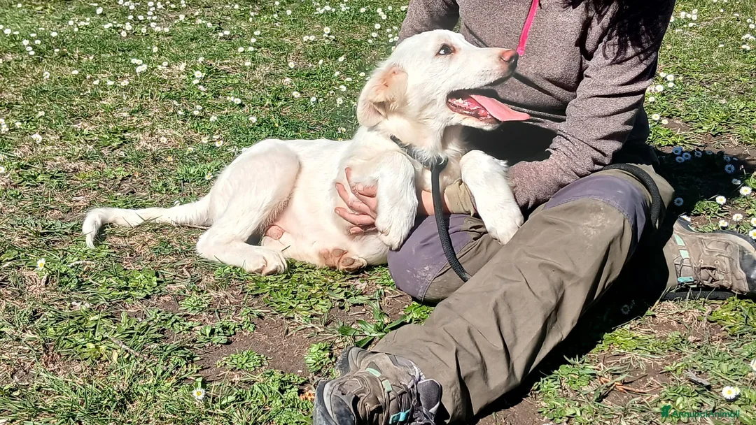 Meticcio cani in regalo: IL DOLCE GOLIA HA BISOGNO DI UNA VERA FAMIGLIA - Annuncio 2