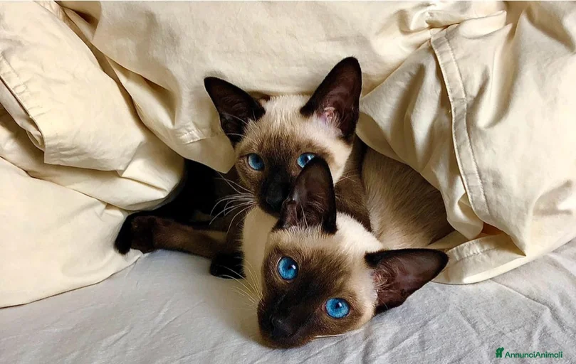 Immagine della galleria {{count}}