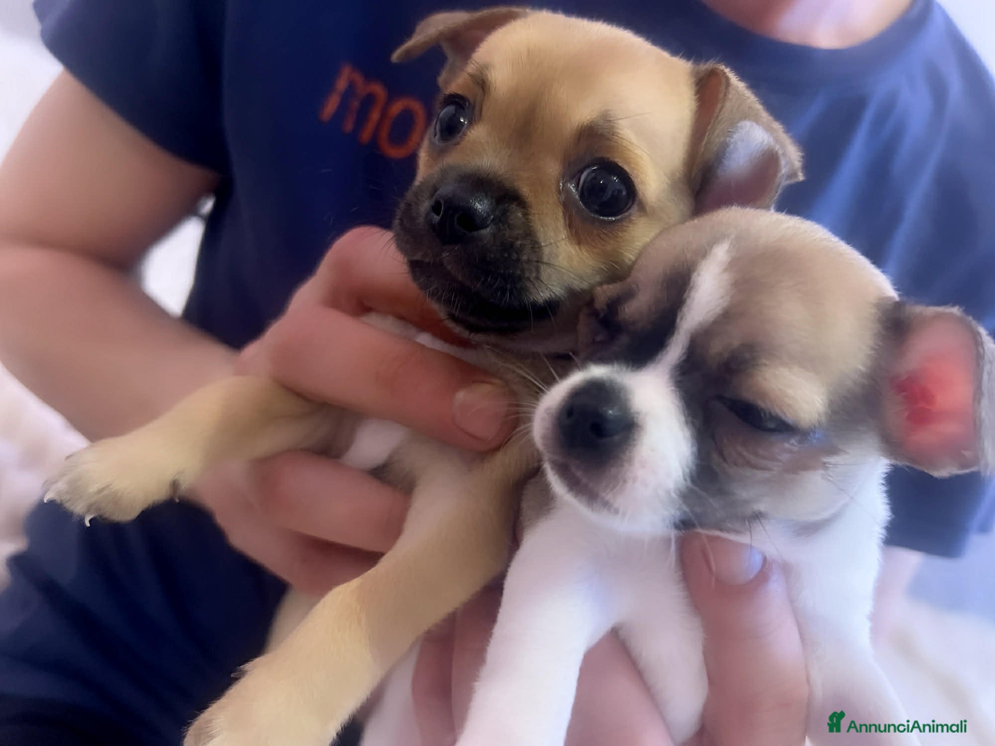 Chihuahua cani Mini chihuahua  - Annuncio 1