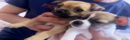 Chihuahua cani in vendita: Mini chihuahua  - Annuncio 1