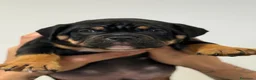 American Bully cani in vendita: CUCCIOLI AMERICA BULLY  - Annuncio 3