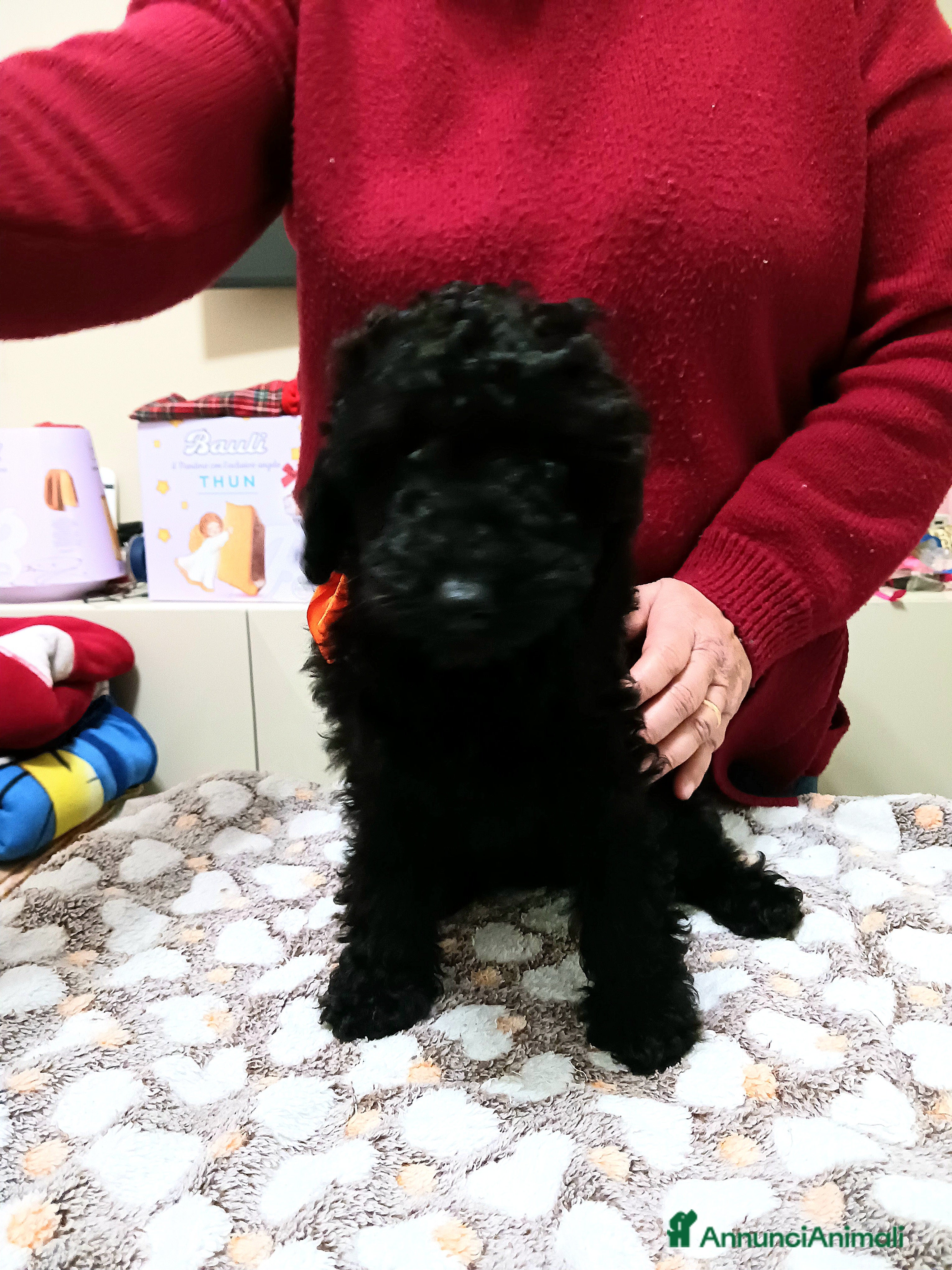 Barboncino cani barboncino - Annuncio 19