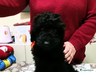 Barboncino cani barboncino - Annuncio 19