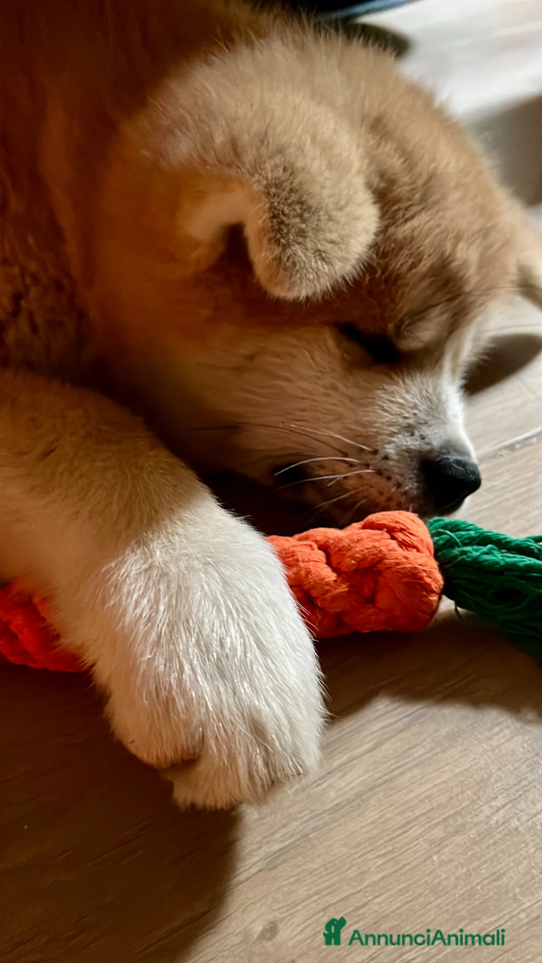 Akita Inu cani in vendita: Ultima Meravigliosa cucciola fulva  - Annuncio 2