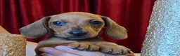 Bassotto cani in vendita: Cuccioli Bassotto Kaninchen e nano - Annuncio 28