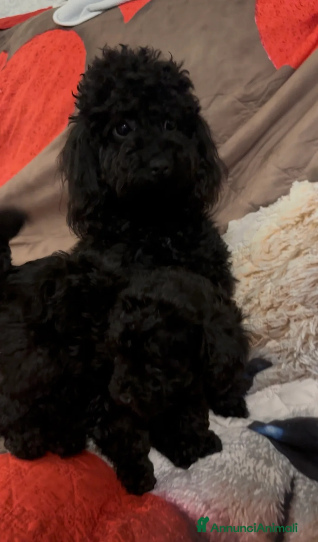 Barboncino cani in vendita: Barboncino nano ❤️ - Annuncio 10