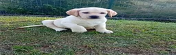 Labrador cani in vendita: Labrador Retriever con Pedigree  - Annuncio 4