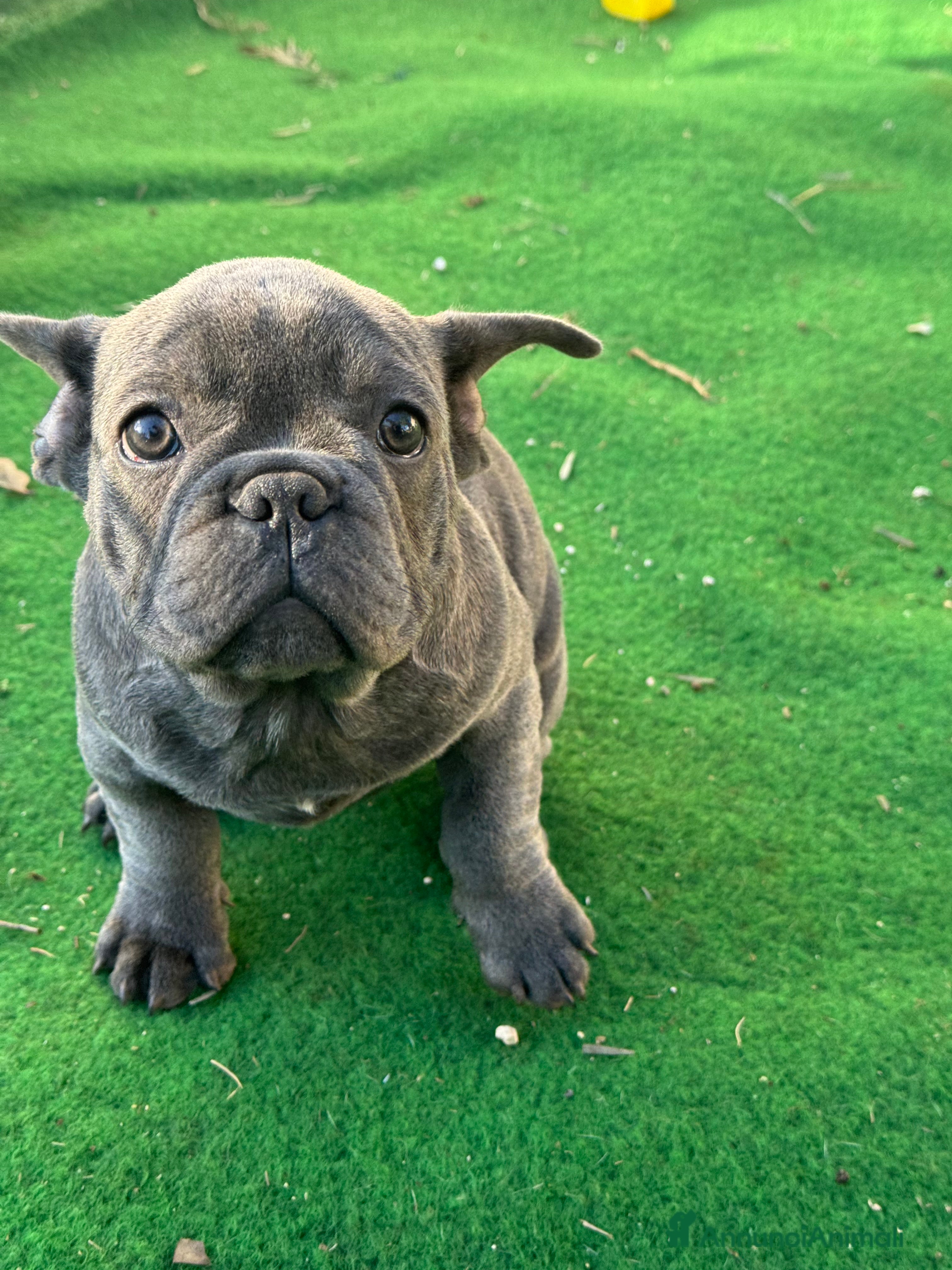 Bulldog Francese cani Cuccioli bulldog francese - Annuncio 1