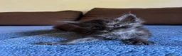 Maine Coon gatti in vendita: Maine Coon maschio pedigree Anfi - Annuncio 3