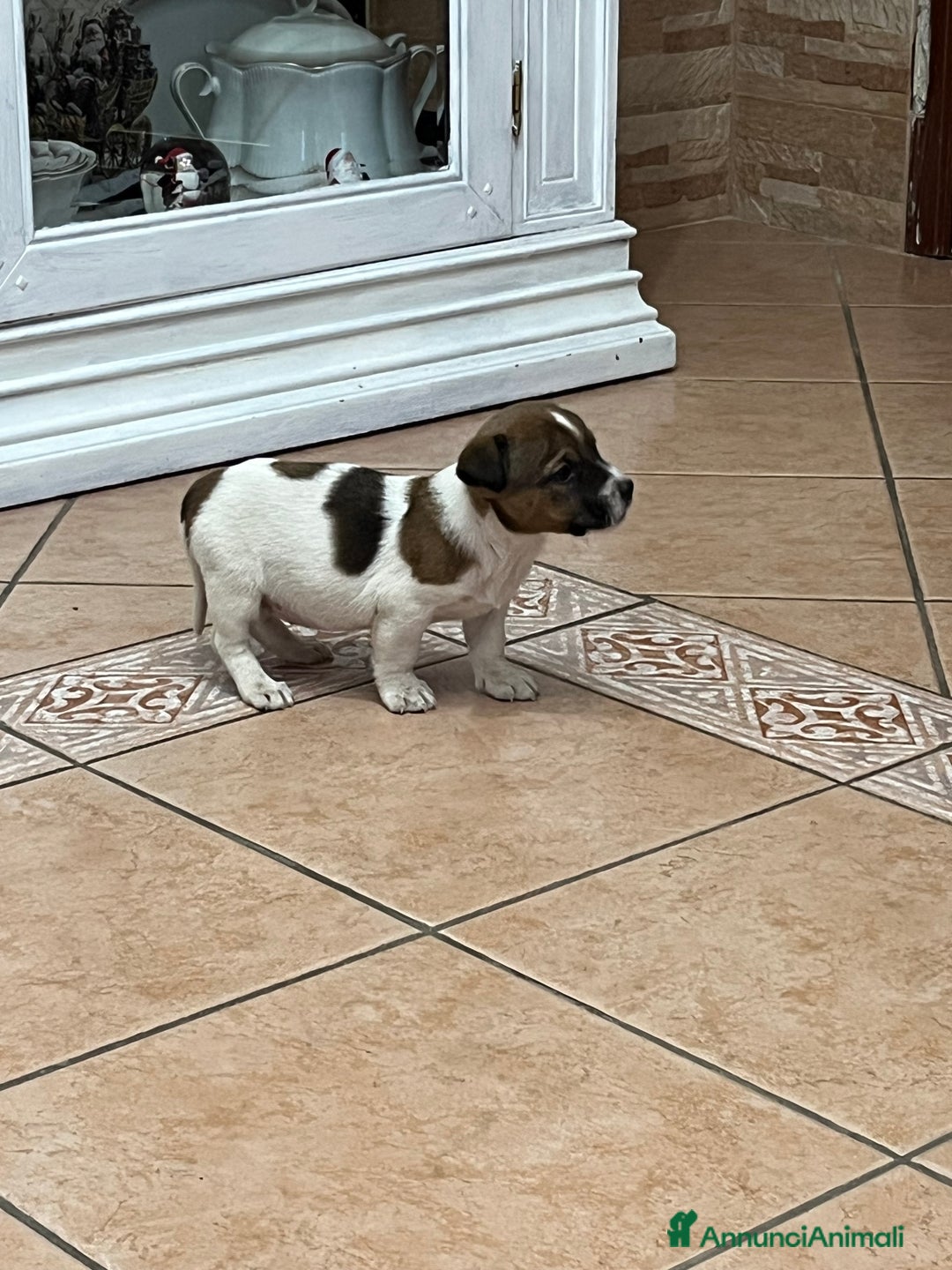 Jack Russell cani in vendita: Cucciola Jack Russell - Annuncio 4