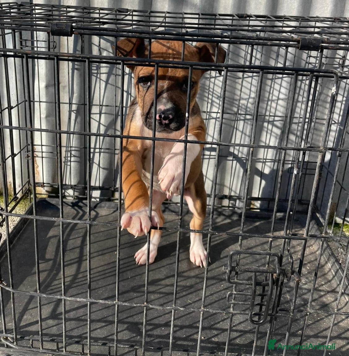 Meticcio cani IL BELLISSIMO DEMON a Provincia di Frosinone - Annuncio 8