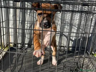 Meticcio cani IL BELLISSIMO DEMON a Provincia di Frosinone - Annuncio 8