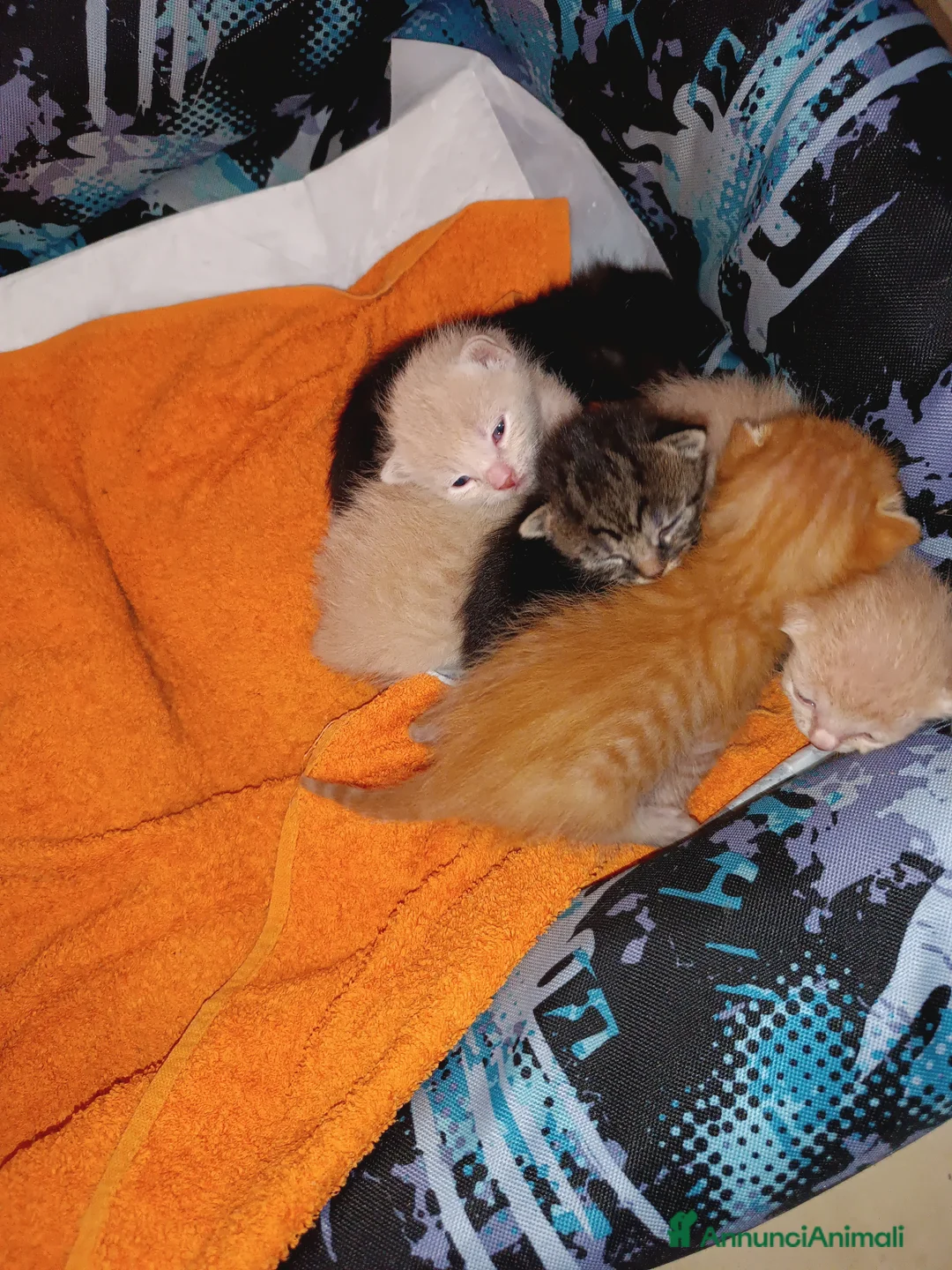 Altre razze gatti in vendita: Gattini cercano casa, svezzati e sverminati - Annuncio 7