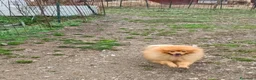Volpino Italiano cani in regalo: Volpino italiano - Annuncio 1
