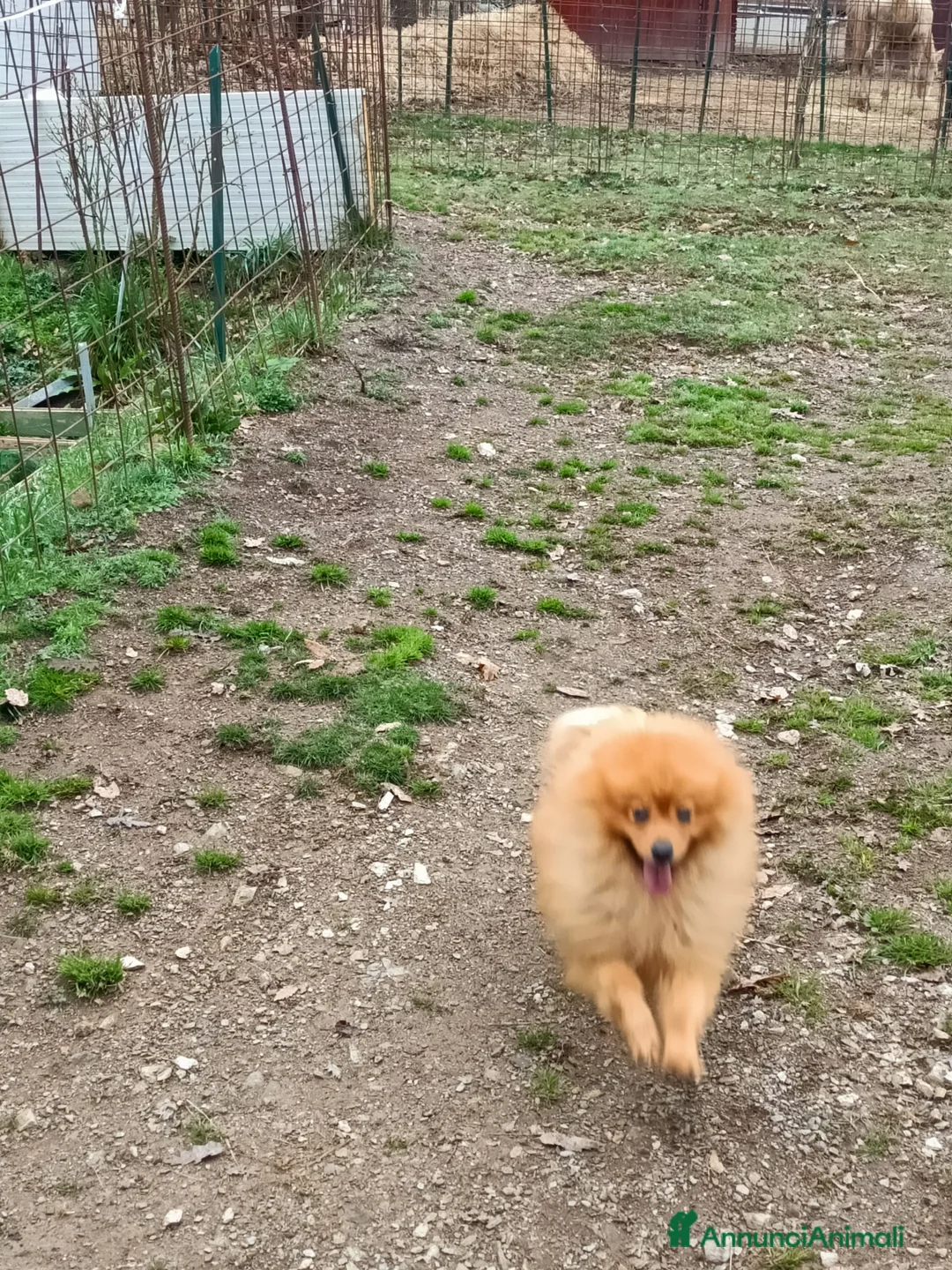 Volpino Italiano cani in regalo: Volpino italiano - Annuncio 1