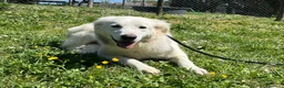 Meticcio cani in regalo: MARY ABBANDONATA COME SPAZZATURA CERCA CASA - Annuncio 3