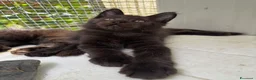 Maine Coon gatti in vendita: Maschietto nero di maine coon (Black Velvet) - Annuncio 13