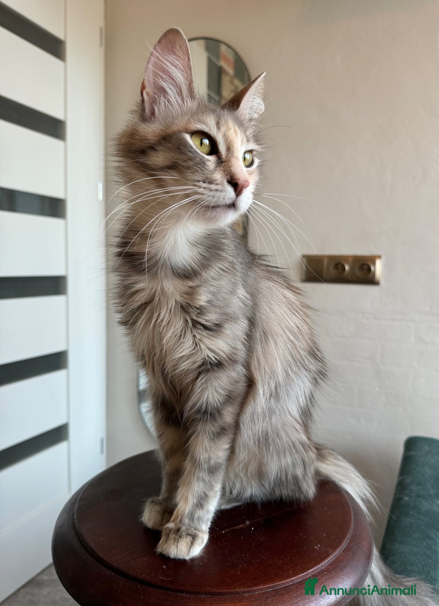 Angora turco gatti Gatta di razza Angora Turco - Lyra - Annuncio 2