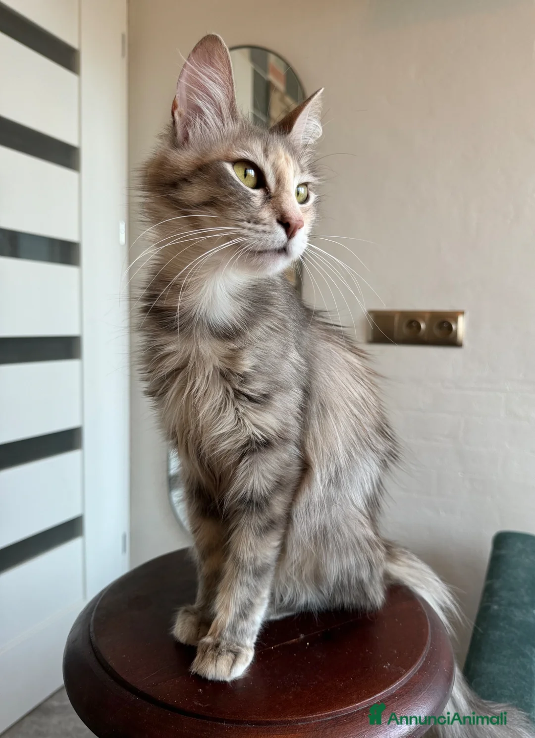 Angora turco gatti in vendita: Gatta di razza Angora Turco - Lyra - Annuncio 1