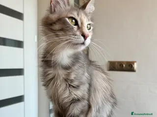 Angora turco gatti Gatta di razza Angora Turco - Lyra - Annuncio 2