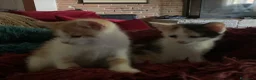 Europeo gatti in regalo: Gattini per adozione  - Annuncio 4