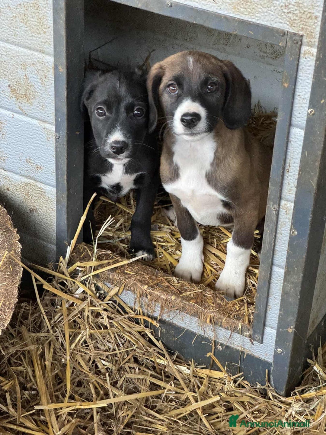 Meticcio cani in regalo: 5 DOLCISSIMI CUCCIOLI! 3 mesi e mezzo. - Annuncio 6