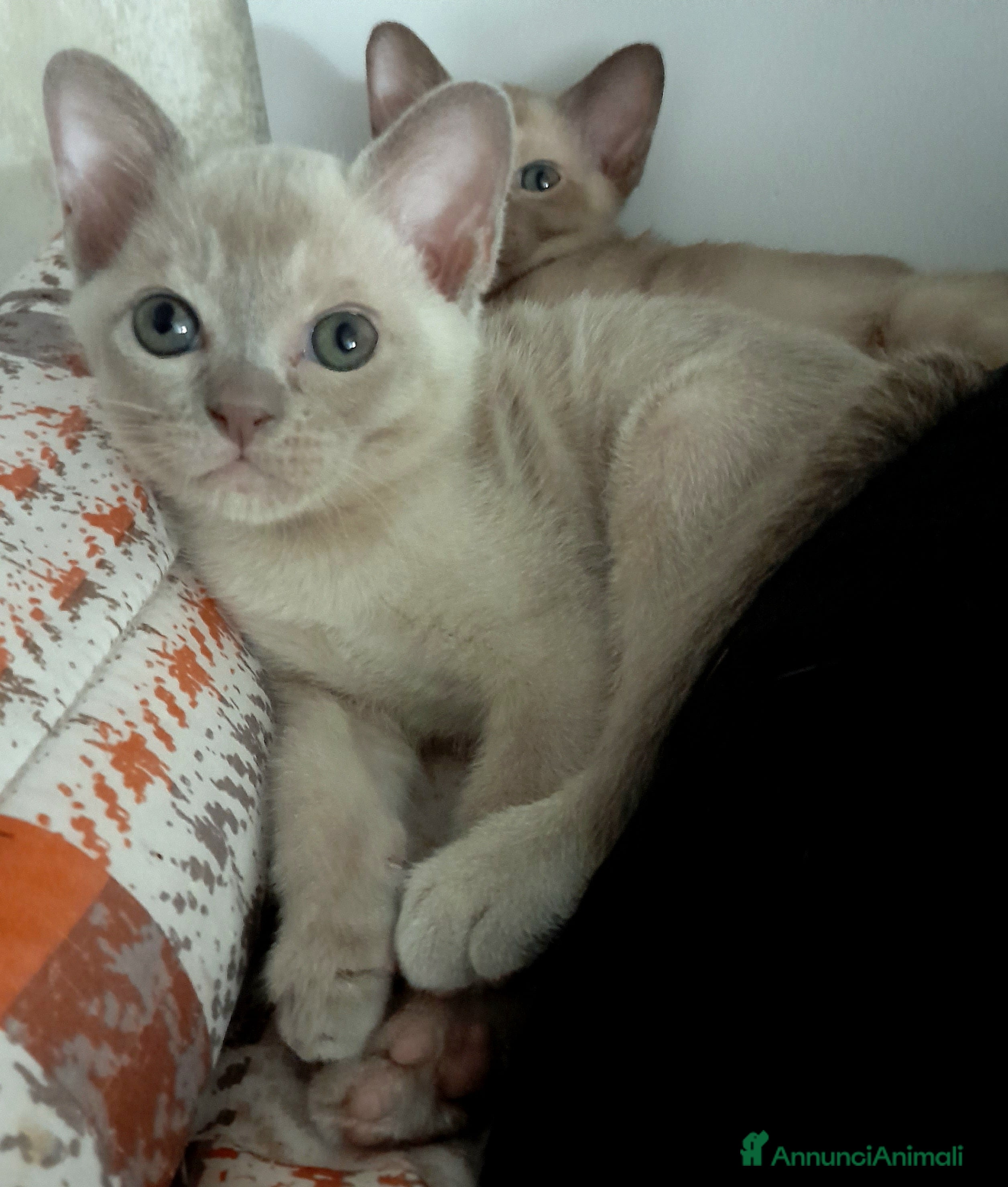 Burmese gatti Cucciolo Burmese  Europeo color Lilla - Annuncio 1