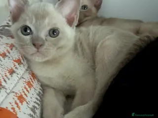 Burmese gatti Cucciolo Burmese Europeo color Lilla - Annuncio 4