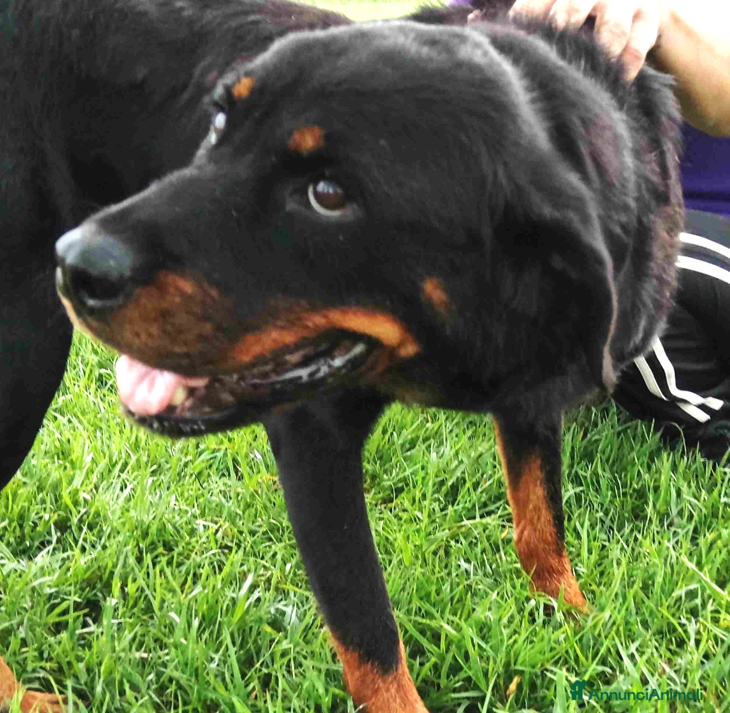 Rottweiler cani AMBETA, una rottweiler per amica a Provincia di Latina - Annuncio 2