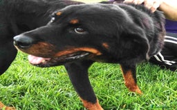Rottweiler cani in regalo: AMBETA, una rottweiler per amica a Provincia di Latina - Immagine 2