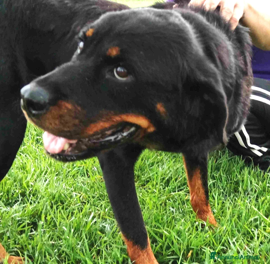 Rottweiler cani in regalo: AMBETA, una rottweiler per amica a Provincia di Latina - Annuncio 2