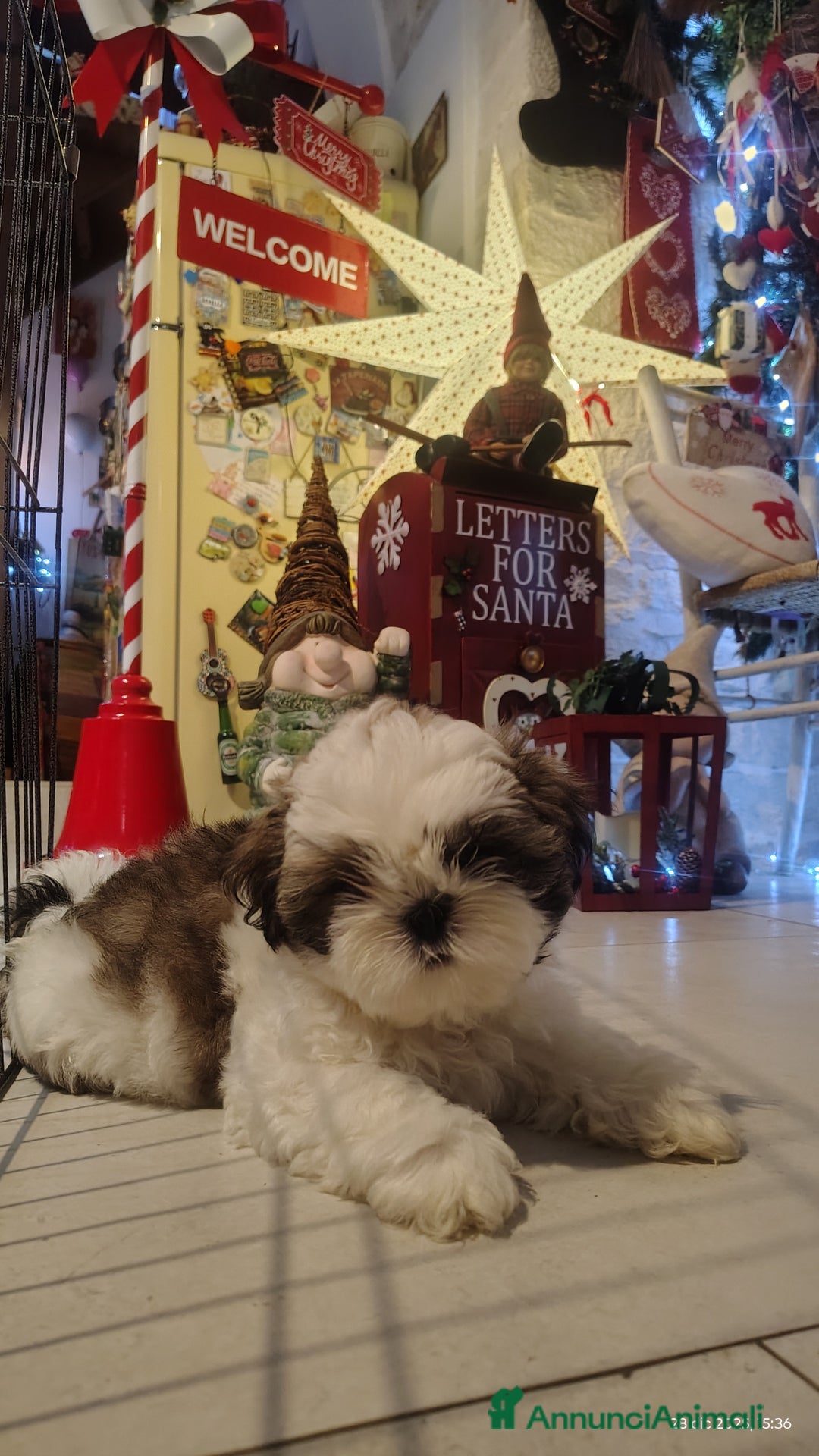 Shih Tzu cani in vendita: Splendidi cuccioli di schitzu con pedigree  - Annuncio 11